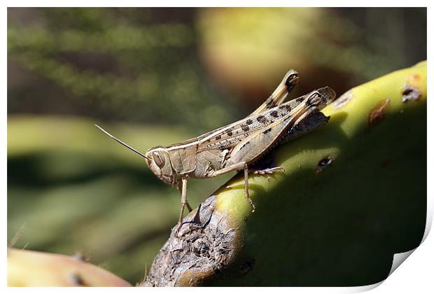 Grasshopper Print by RSRD Images 