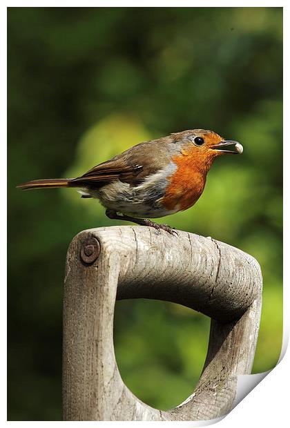  Robin on an old wooden garden fork. Print by RSRD Images 