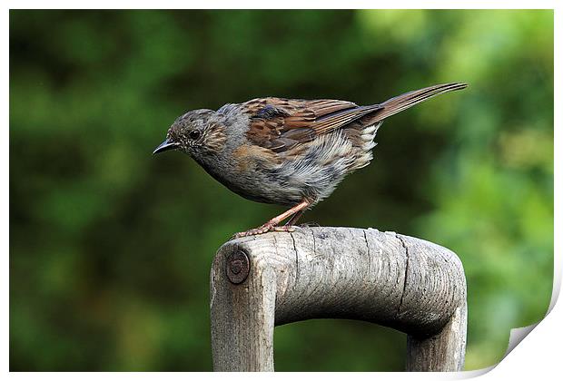  Dunnock on an old wooden garden fork handle Print by RSRD Images 