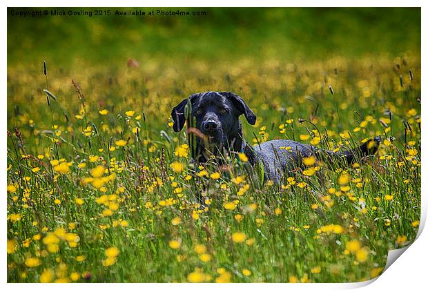 Labrador in the Buttercups.  Print by RSRD Images 
