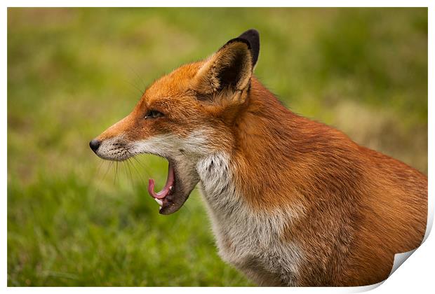 Red Fox Yawning Print by David Craig Hughes