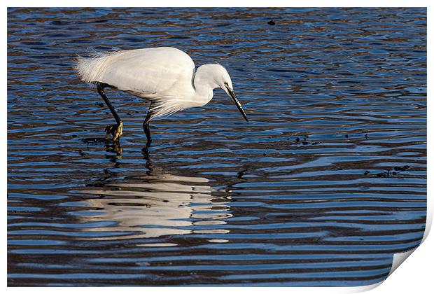 Little Egret Print by David Craig Hughes