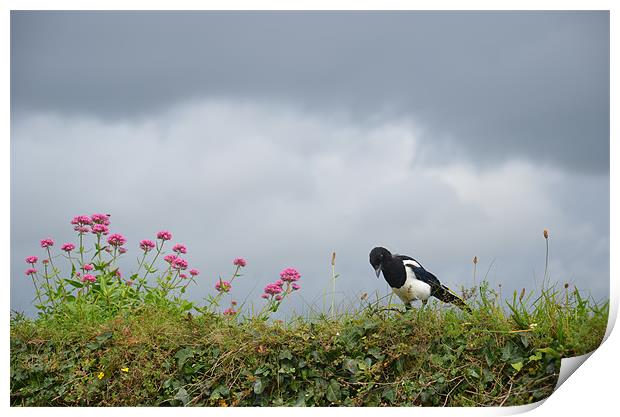 Magpie and wild flowers Print by Malcolm Snook