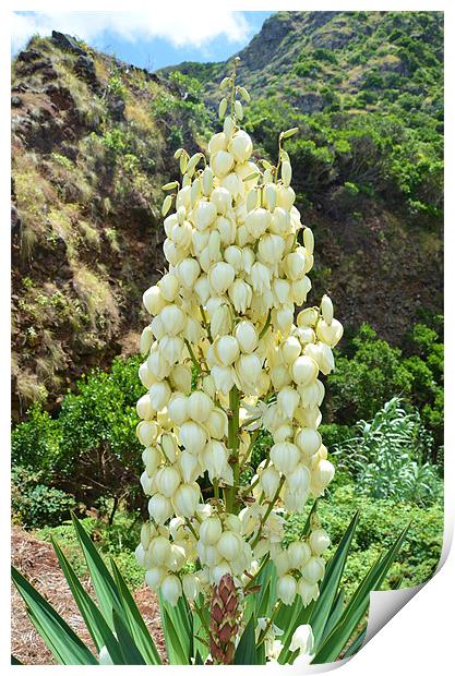 Yucca flowers in the Azores Print by Malcolm Snook
