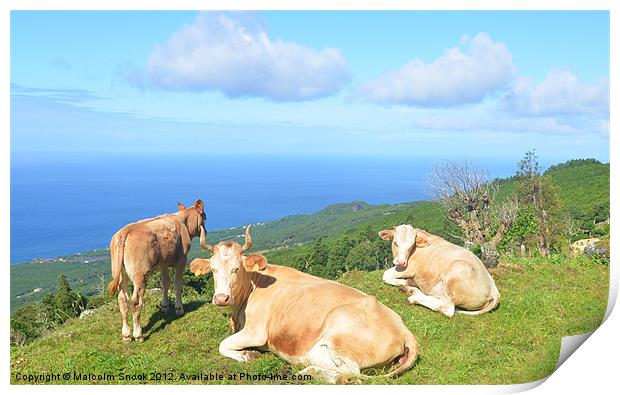 Cattle on hilltop Print by Malcolm Snook