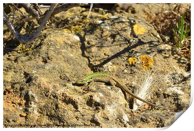 Green Lizard on rock Print by Malcolm Snook