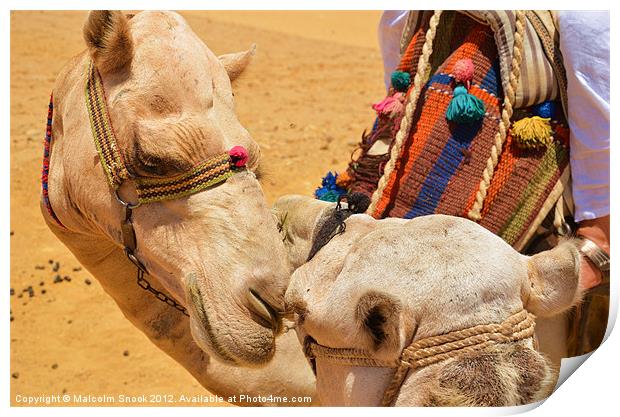 Camels in love Print by Malcolm Snook