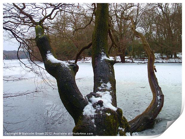 Fallen tree in frozen lake Print by Malcolm Snook