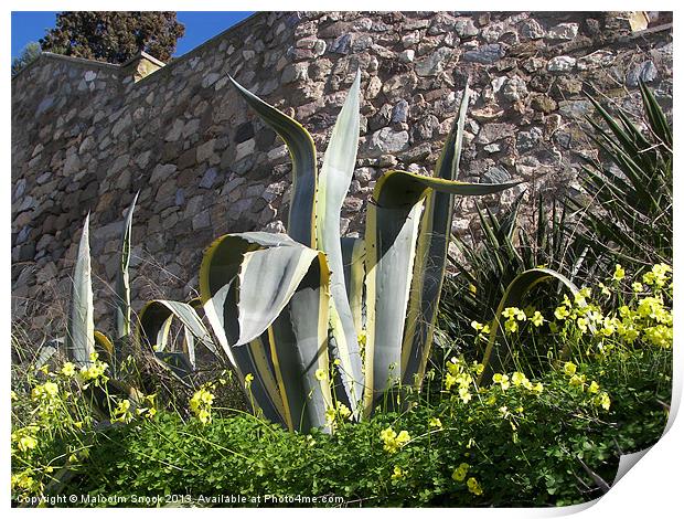 Yucca outside the town wall Print by Malcolm Snook