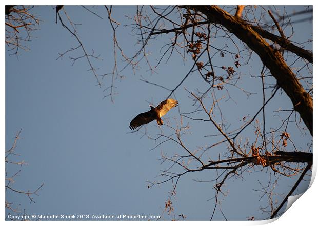 Buzzard Comes Home To Roost Print by Malcolm Snook