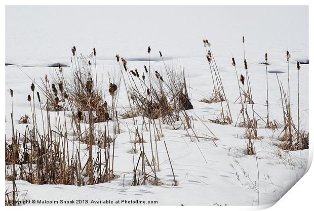 Bulrushes In The Snow Print by Malcolm Snook