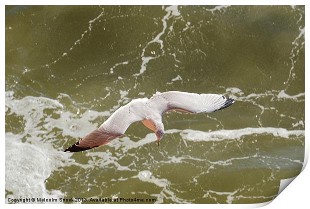 Gliding Seagull Print by Malcolm Snook