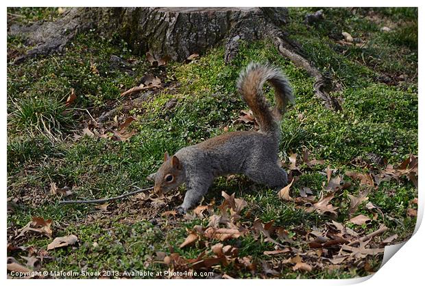 Squirrel On The Forest Floor Print by Malcolm Snook