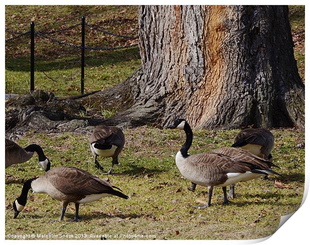 Wild Canada Geese Print by Malcolm Snook