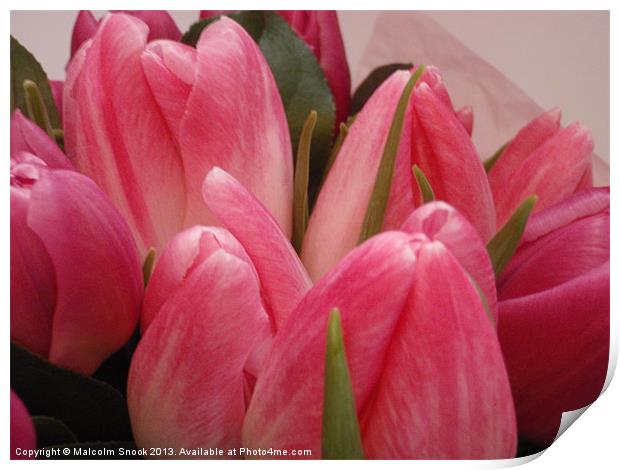 Budding Tulips Print by Malcolm Snook