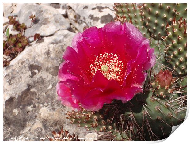 Pink Cactus Flower Print by Malcolm Snook