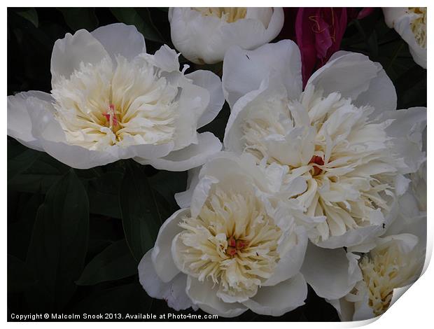White Camellia Blooms Print by Malcolm Snook