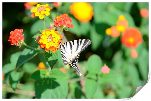 Zebra Swallowtail Butterfly Print by Malcolm Snook