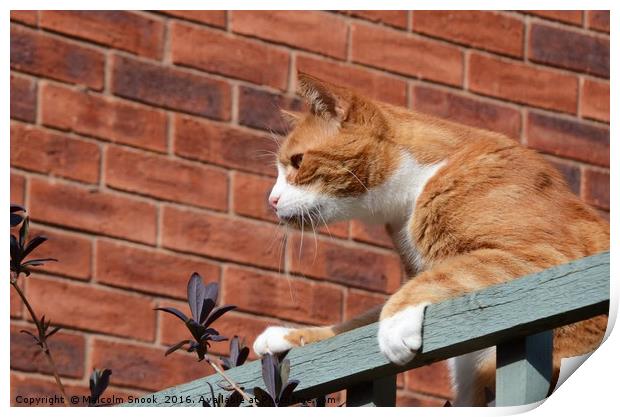 Cat On A Fence                                 Print by Malcolm Snook