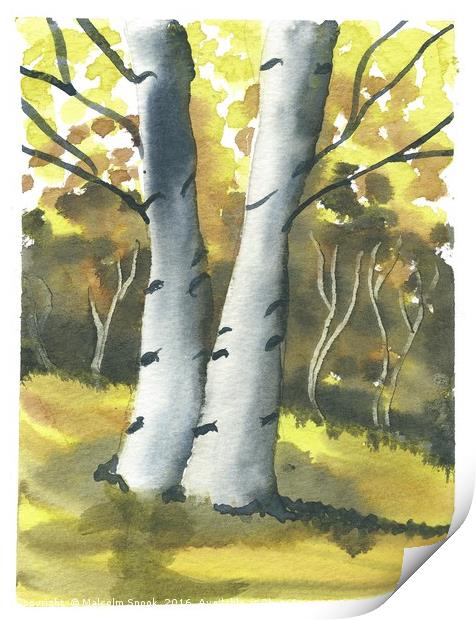 Silver Birch Forest Print by Malcolm Snook