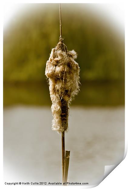 Bulrush Print by Keith Cullis