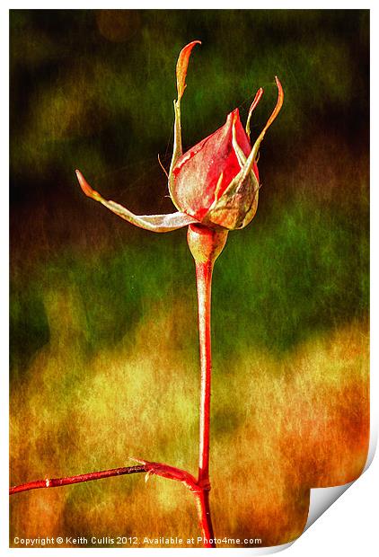 Rustic Rosebud Print by Keith Cullis
