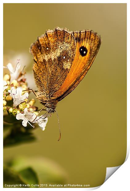 Gatekeeper (female) (Pyronia tithonus) Print by Keith Cullis