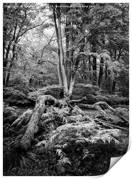Epping Forest Print by Stephen Birch