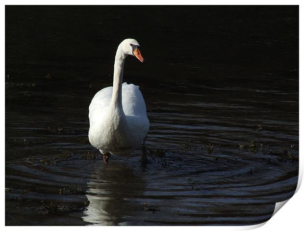 Ring around swan Print by robert gosling