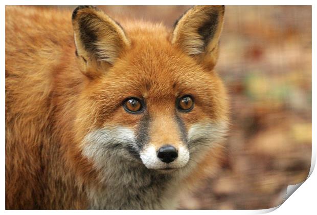 elle the red fox Print by Martyn Bennett