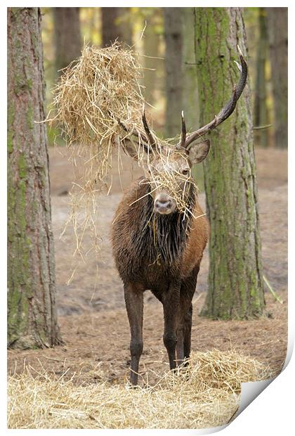 red deer stag in rut Print by Martyn Bennett