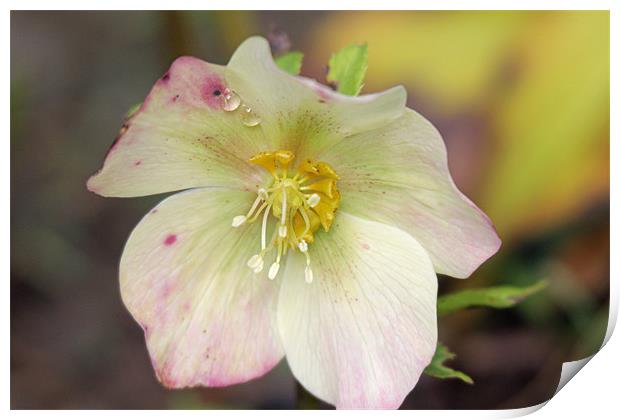 flower with water droplets Print by Martyn Bennett