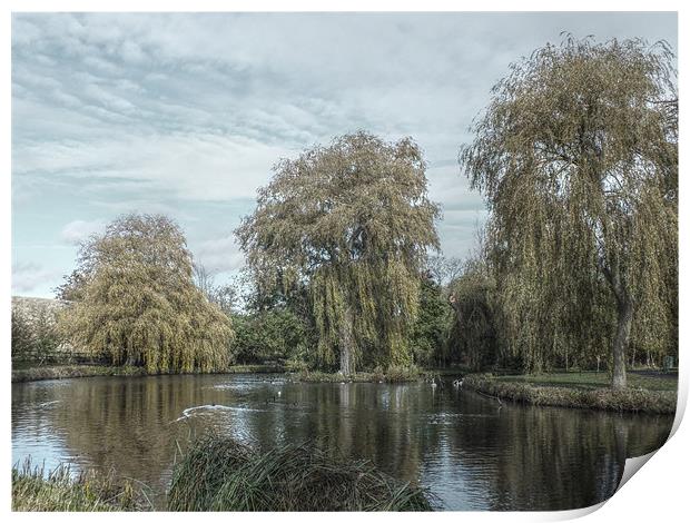 willows hdr Print by Martyn Bennett