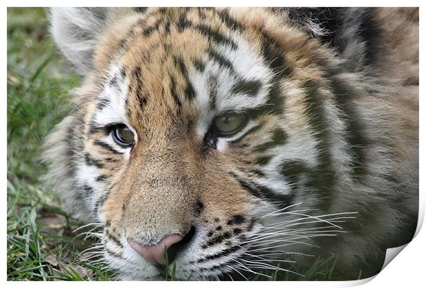 tiger cub Print by Martyn Bennett