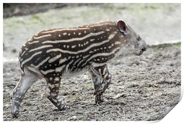 baby tapir Print by Martyn Bennett