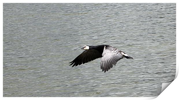 flying Print by Martyn Bennett