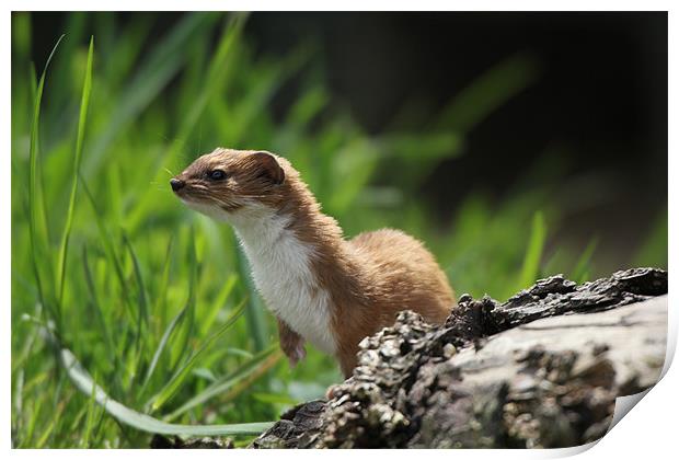 weasel Print by Martyn Bennett