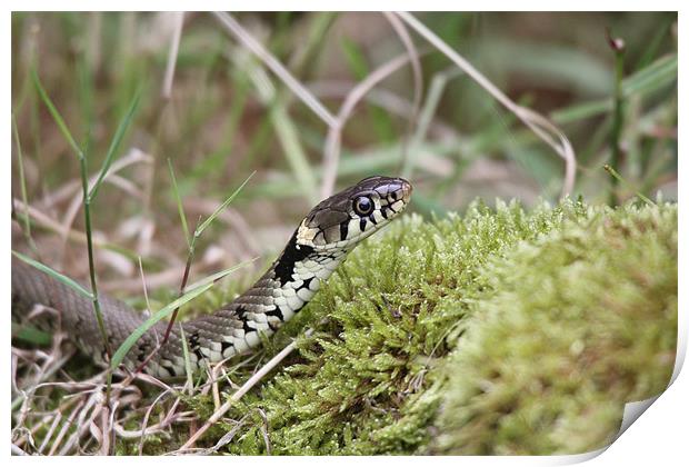 grass snake Print by Martyn Bennett