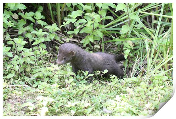 young wild mink Print by Martyn Bennett