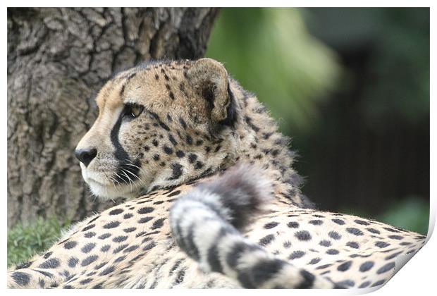 cheetah resting Print by Martyn Bennett
