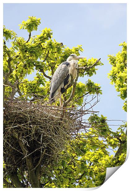heron on nest Print by Martyn Bennett