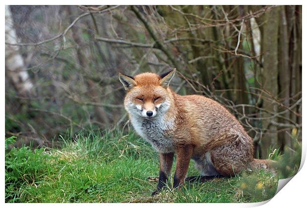  cute fox Print by Martyn Bennett