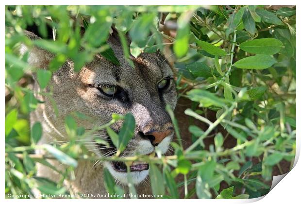 puma hiding Print by Martyn Bennett