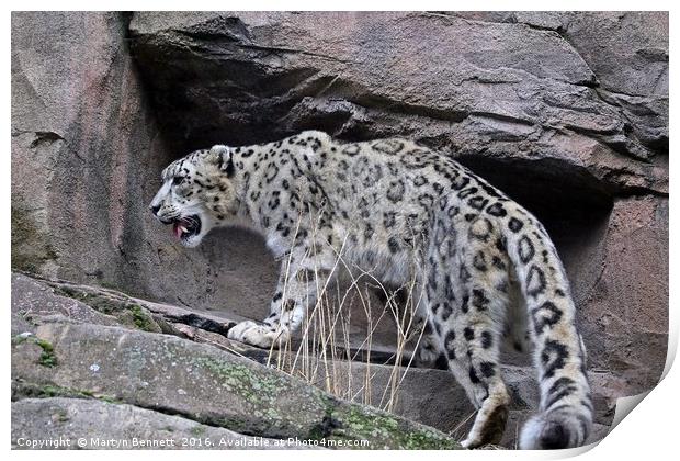 snow leopard on rocks Print by Martyn Bennett