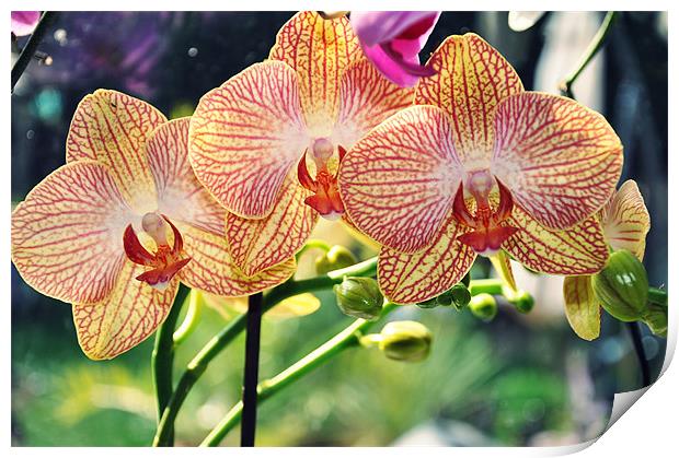 tiger orchid flowering Print by Nataliya Lazaryeva