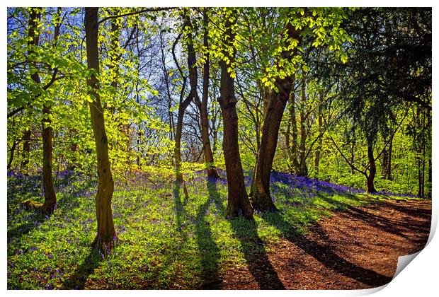 Woolley Wood Spring Shadows Print by Darren Galpin