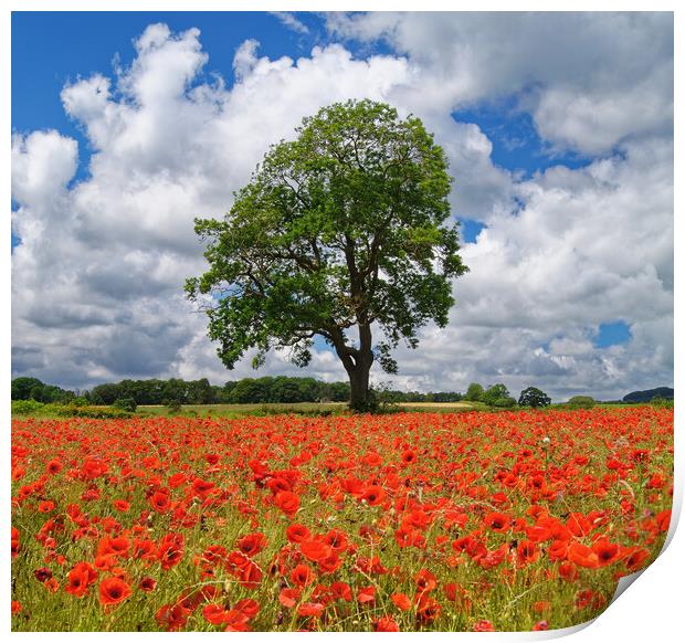 Baslow Poppies Print by Darren Galpin