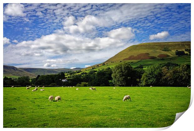 Sheep Grazing near Edale  Print by Darren Galpin
