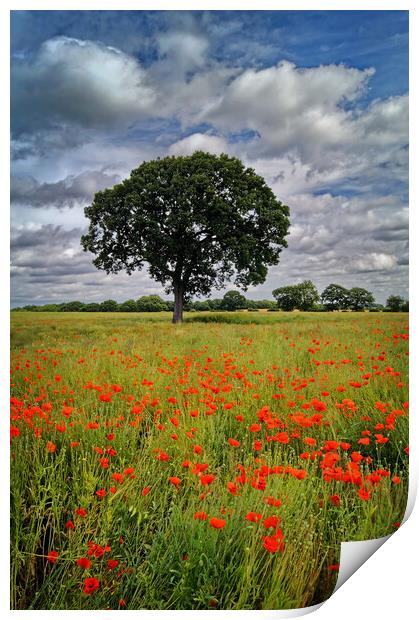 Notton Poppy Field and Tree Print by Darren Galpin