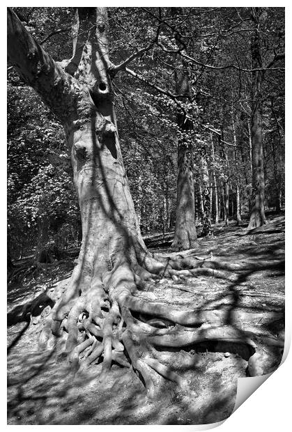 Roots Print by Darren Galpin